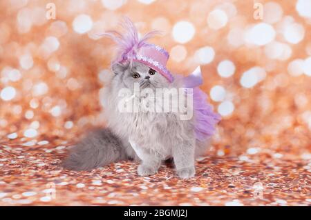 Alte Katze lustige Maske im goldenen Hintergrund und Hut alt Stockfoto