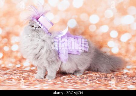 Alte Katze lustige Maske im goldenen Hintergrund und Hut alt Stockfoto