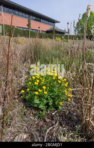 King Cups oder Marsh Ringelblumen, Caltha palustris, wächst in einem Gewerbegebiet, Großbritannien Stockfoto