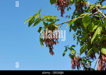 Acer negundo braun frische Früchte Stockfoto