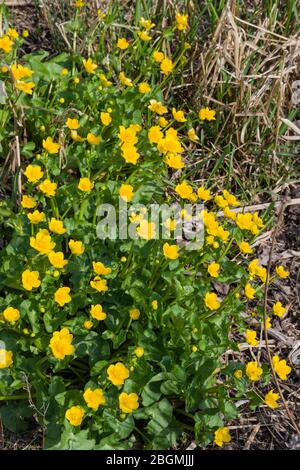 King Cups oder Marsh Ringelblumen, Caltha palustris, wächst in einem Gewerbegebiet, Großbritannien Stockfoto