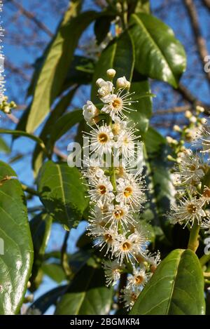Prunus laurocerasus mit weißem Blütenstand Stockfoto