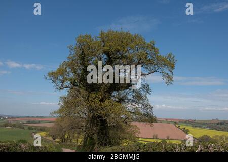 Frühlingsblätter Eröffnung auf einer alten englischen Eiche (Quercus robur) mit Panoramablick und hellem blauen Himmel Hintergrund in Rural Devon, England, Großbritannien Stockfoto