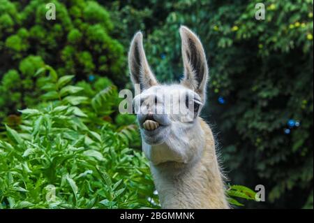 Porträt eines niedlichen, neugierigen Llama. Nahaufnahme des Kopfs, grüner Hintergrund Stockfoto