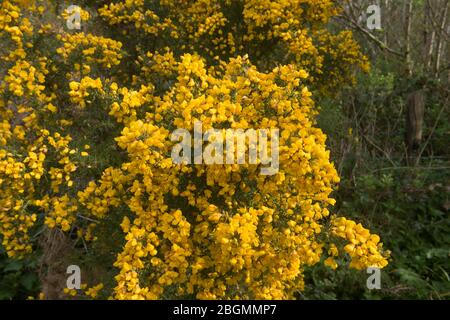 Hintergrund oder Textur der leuchtend gelben Blüten eines Evergreen Common Gorse Strauch (Ulex europaeus) wächst in Woodland in Rural Devon, England, UK Stockfoto