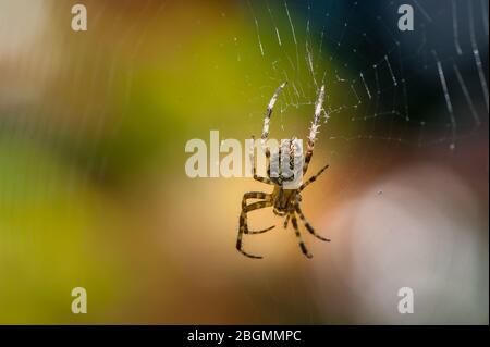 Cross Orbweaver Spinne spinnt ein seidenes Netz. Auch genannt die europäische Gartenspinne, Diadem-Spinne und gekrönte Orb Weaver, benannt nach seinem Kugel-förmigen Netz Stockfoto
