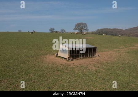 Old Metal Sheep Feeder auf einem Hügel in einem Feld mit Schafen und Lämmern im Hintergrund und einem hellen blauen Himmel in ländlichen Devon, England, Großbritannien Stockfoto