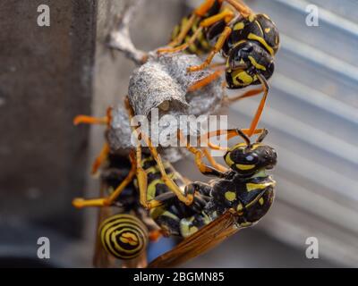 Wespen bauen ein Nest Stockfoto