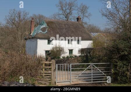 Traditionelles Devon Cob and Lime Strohdach Cottage in einer ruhigen Country Lane in der ländlichen Devon Landschaft, England, Großbritannien Stockfoto