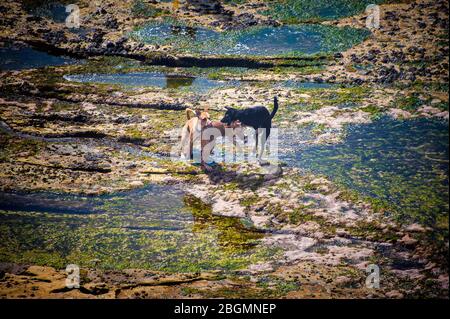 Luftaufnahme von drei Hunde spielen Kämpfen in Seaside Rock Pools Stockfoto