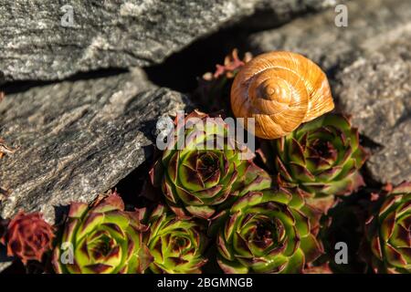 Schnecke leeren. Detailansicht der Schale. Die Schönheit des Frühlingssegartens. Die Schnecke nach Hause lassen. Fibonacci Spirale. Stockfoto