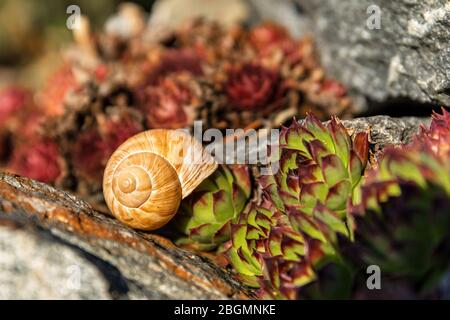 Schnecke leeren. Detailansicht der Schale. Die Schönheit des Frühlingssegartens. Die Schnecke nach Hause lassen. Fibonacci Spirale. Stockfoto