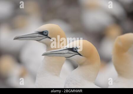 Nördliches Gannet Morus bassanus-Porträt Stockfoto