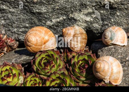 Schnecke leeren. Detailansicht der Schale. Die Schönheit des Frühlingssegartens. Die Schnecke nach Hause lassen. Fibonacci Spirale. Stockfoto