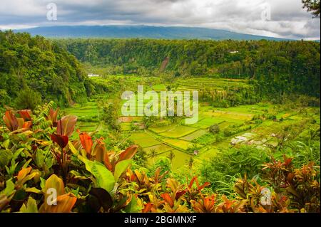 Schöne Landschaft, frisch grüne Reisfelder mit bewölktem Himmel Hintergrund. Konzentrieren Sie sich auf üppiges tropisches Laub im Vordergrund. Stockfoto