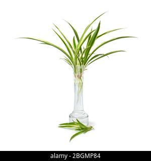 Chlorophytum comosum, Spinnenpflanze, wachsende Wurzeln in einer Glasvase isoliert auf weißem Hintergrund Stockfoto