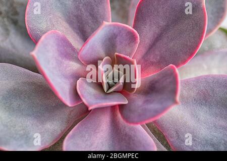 Rosa saftige Pflanze Nahaufnahme. Makro. Schöner Blumenhintergrund. Selektiver Fokus. Stockfoto