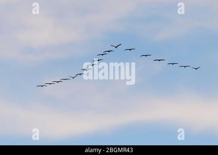 Kraniche (Grus grus), in Formation fliegende Vogelschar, Kinnbackenhagen/Bisdorf, Mecklenburg-Vorpommern, Deutschland Stockfoto