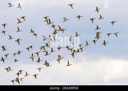 Pintails (Anas acuta), Vogelschar im Flug, Altenpleen, Mecklenburg-Vorpommern, Deutschland Stockfoto