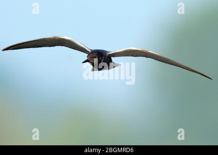 Schwarze Seeschwalbe (Chlidonias niger), im Flug, Oude Waal, Provinz Limburg, Niederlande Stockfoto