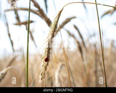 Roter Marienkäfer auf einem Weizenspieß in einem Weizenfeld aus nächster Nähe Stockfoto