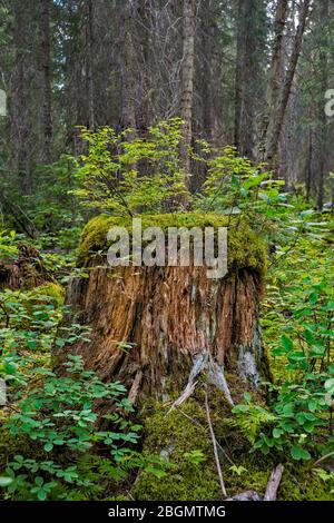 Neues Wachstum auf einem Baumstumpf im Wald, Hamilton Lake Trail, Kanadische Rockies, Yoho National Park, British Columbia, Kanada Stockfoto