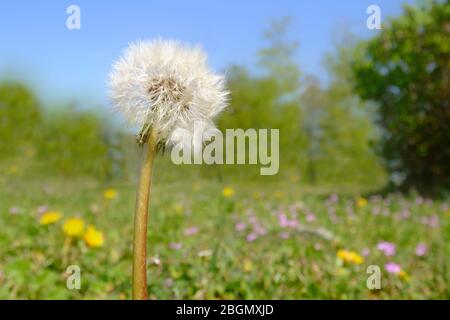Nahaufnahme von reifendem Löwenzahn. Löwenzahn im Gras, Makrofoto mit Weitwinkelobjektiv. Stockfoto