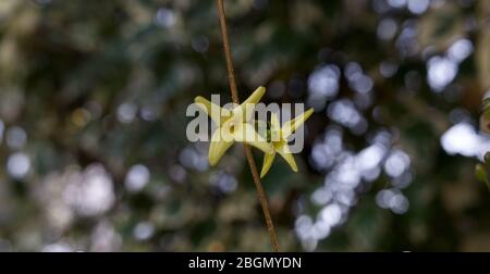 Gelbe Forsythia blüht auf einem weichen grünen Hintergrund Stockfoto