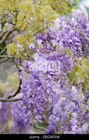 Anhänger von duftenden, erbsenartigen, bläulich-lila Blüten von Wisteria sinensis oder chinesischer Glyzinie Stockfoto