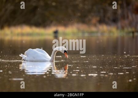 Gemeiner europäischer wilder großer Vogel stummer Schwan, Cygnus olor, schwimmt auf Teich. Tschechische Republik Europa Tierwelt Stockfoto