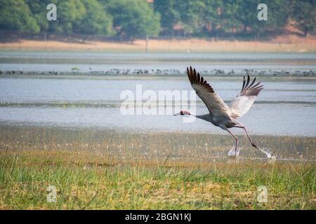 Red Crown Sandhill Kran bereit zu fliegen, indien saras bhopal Stockfoto