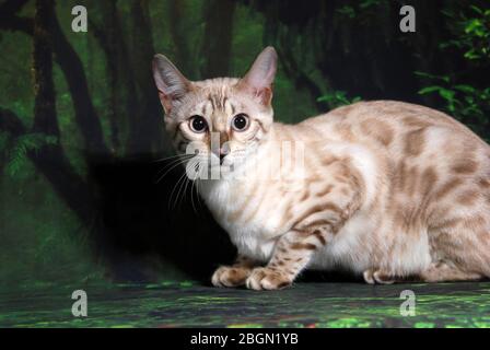 Katze zeigen auf Hintergrund voller Farbe Stockfoto