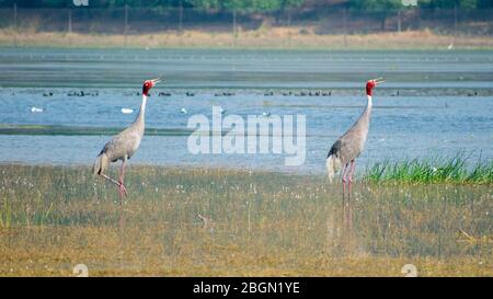 Rote Krone Sandhügel Kran, indien saras bhopal Stockfoto