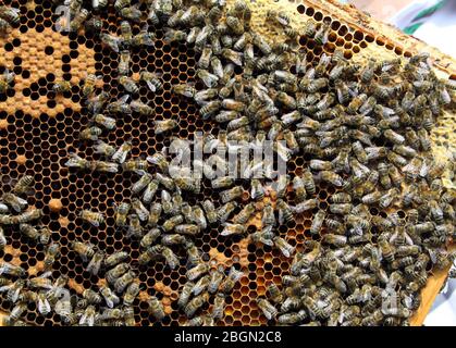 Honigbienen (APIs Mellifera) auf Waben. Stockfoto