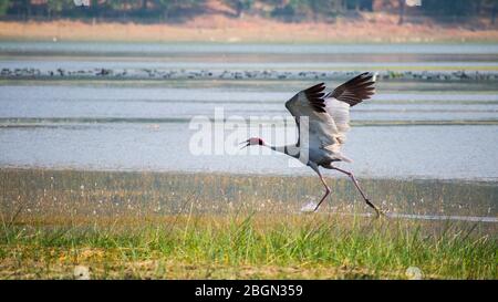 Red Crown Sandhill Kran bereit zu fliegen, indien saras bhopal Stockfoto