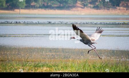 Red Crown Sandhill Kran bereit zu fliegen, indien saras bhopal Stockfoto