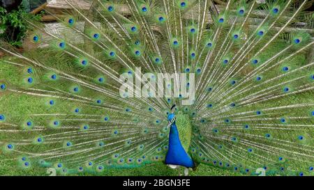 Männlicher Pfauenvogel. Offener Federschwanz. Pavo Cristatus. Mexiko Stockfoto