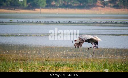 Red Crown Sandhill Kran bereit zu fliegen, indien saras bhopal Stockfoto