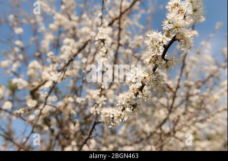 Schlehe, Prunus spinosa, Schlehe Wildbaumblüte auf vielen Seitenästen, die scharfen Dornen bieten gute Verteidigung für die Tierwelt, erste Blüten im Frühjahr Stockfoto