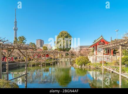 tokio, japan - märz 08 2020: Tokyo Skytree mit Blick auf den Teich, umgeben von Glyzinien-Pergola und Pflaumenbäumen im Kameido Tenjin-Schrein Stockfoto