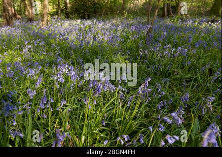 Einheimische Bluebells Hyacinthoides non-scripta, wilde Hyazinthe in der Blütezeit unter neu bildenden Blättern der Buchen Esche Kastanienbäume Stockfoto