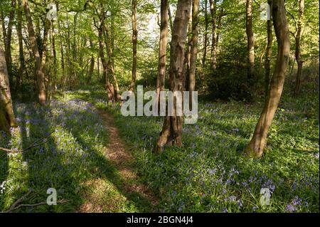 Einheimische Bluebells Hyacinthoides non-scripta, wilde Hyazinthe in der Blütezeit unter neu bildenden Blättern der Buchen Esche Kastanienbäume Stockfoto