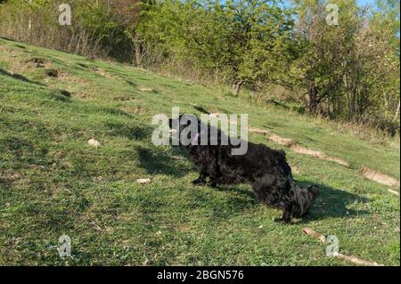 Verspielter Waffenhund ein schwarzer Cocker Spaniel tentativey wartet auf einen weiteren Stock, der auf einen Kreidegraslandhang geworfen wird Stockfoto