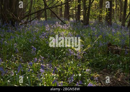 Einheimische Bluebells Hyacinthoides non-scripta, wilde Hyazinthe in der Blütezeit unter neu bildenden Blättern der Buchen Esche Kastanienbäume Stockfoto