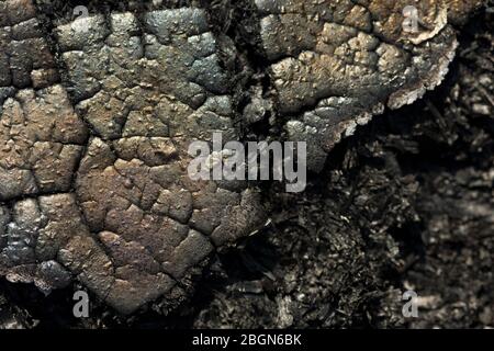 Ähnliche Muster wiederholen sich bei immer kleineren Skalen, wie durch Feuer Fraktale und kohlensäurehaltige verbrannte Holzplatte mit Spektrum Farben produziert gezeigt Stockfoto