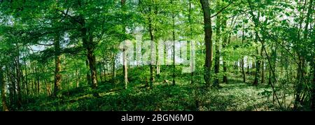 Ein Baumbeet im Frühling in Somerset Stockfoto