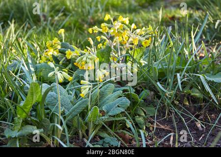 Peat Lane, Bewerley, Harrogate, North Yorkshire, England, Großbritannien. 19/04/20. Wilder Kuhslip wächst natürlich im Wald auf kleinbäuerlichen Betrieb in Nidderdale Stockfoto