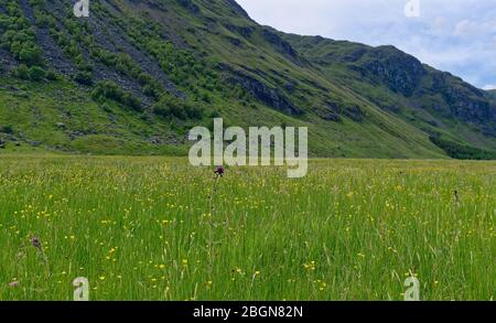 Schottische Wildblumen und üppiges Gras bilden an einem warmen Julitag eine dichte Abdeckung des Talbodens von Glen Doll in den schottischen Highlands. Stockfoto