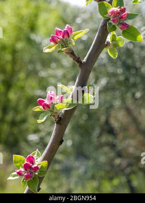 Blühende Apfelbaum Zweig mit roten Knospen. Unscharfer Hintergrund. Stockfoto