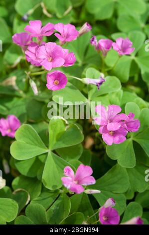 Oxalis acetosella (Holzsorrel oder gewöhnlicher Holzsorrel) mit dreiblättrigen Blättern und rosa Blüten ist eine rhizomatöse blühende Pflanze. Stockfoto